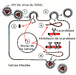 dis_ip2.gif (10679 byte)